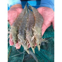 국내산 고흥 활 활 활새우 흰다리왕새우1kg 2kg 3kg, 5kg