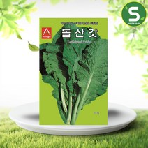 솔림텃밭몰 돌산갓씨앗 30g 갓씨앗 쌈채소 잎채소 민속채소