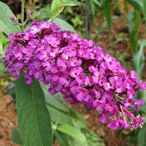 꽃모종]붓들레아-로얄레드 :9cm분/2개 Q2194, 1개