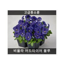 식용꽃 씨앗] 비올라 어드마이어 블루 (제비꽃) 10립, 1개