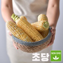 예약중 못난이 보성 꿀 초당옥수수 10개입 20개입, 1박스, 못난이 초당옥수수 10개