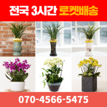 [ 전국 당일 3시간 배송 ] 동양란 / 서양란 전지역 3시간 배송! 전국꽃배달 (주)화신플라워, 5. 대국