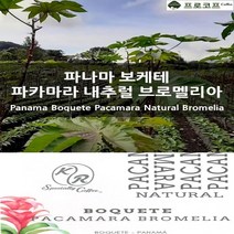 (커피생두) 파나마 보케테 파카마라 내추럴 브로멜리아, 500g