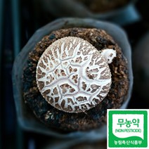 무농약 표고버섯 1kg 선물 흑화고 산지직송 생표고, 1개, 상품 1kg