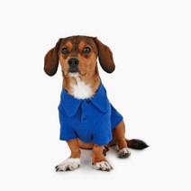 [퍼리굿] 반려견 데일리 고급 카라 티셔츠 강아지 패밀리룩 커플룩 시밀러룩 (아이보리 그린 블루 그레이 차콜)