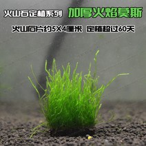어항 그린 조미봉모스침목 풀 심는 것은 정하 조경 독 송이버섯 삼각 MOSS 빈백 괴고사리 2267706718, 화산석 정식함 -두꺼운 화염