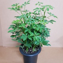홍콩야자(M2) 2019 새상품