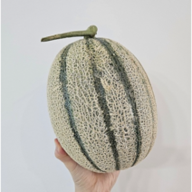 고당도 칸탈로프 멜론 4kg~9kg 칸달로프 메론 제철 노을 하미과 허니듀 제철과일 과일선물 추석선물 과일선물세트, 4~5KG(2~3수)