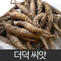 더덕씨앗 더덕 씨앗 종자 약초 deodeok seeds 1000알