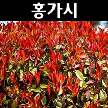 홍가시(레드로빈) 키1m 1개/나무 묘목/상록수/조경용