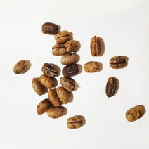 카나리아야자씨앗50g(50립)