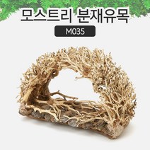 모스트리 분재유목(S) [ M035 ] 어항 베트남 유목, 1개