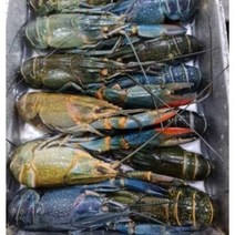 동아씨푸드 크레이피쉬 민물가재 마라롱샤 800g, 800g 16~20미, 1개