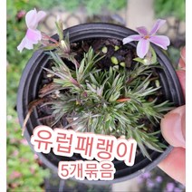 유럽패랭이 5개묶음/꽃이 연중 피는 사철패랭이