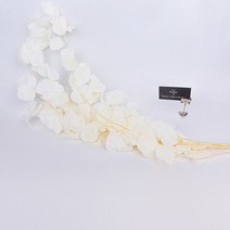 우체통 우편함 건의함 자연 말린 꽃 보존 사과 잎 웨딩 장식 실제 식물 유칼립투스 정원 홈 액세서리 100g, [05] Red