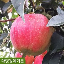 사과나무 R3 결실주 루비에스 미얀마사과, 미니사과(루비에스) R3 흙분