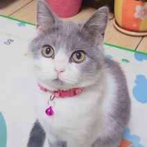 마이카싸 1+1 고양이 방울 목걸이, 색상랜덤 1+1