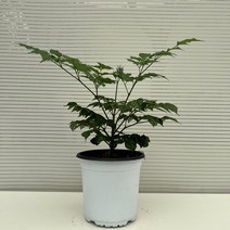 [다은꽃농원]해피트리 행복나무 중품 키우기쉬운 실내공기정화식물 인테리어
