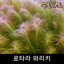 [수초마트] 로타라 와리키, [득템플러스] 35줄기