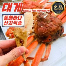 동해 준 박달대게 5미 소짜 9-9.4cm (자숙) (1.6-1.8KG) 시세 완장 제철 홍게, 준박달대게5미소짜9-9.4cm(자숙)1.6-1.8kg