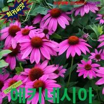 (희귀꽃씨) 에키네시아 퍼플 15립, 상세페이지 참조