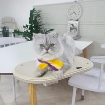 [펫502] 고양이 선반 캣타워 책장 캣워크, 추가안함