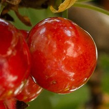 [충북농원] 레드크라운 체리 묘목 - 접목1년생중묘벚나무대목, 단품