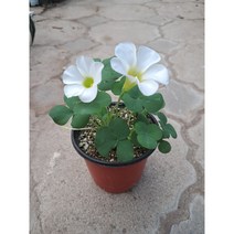 푸푸레아 흰색사랑초
