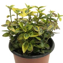 황금탑사철-사철나무/소관목/정원수/관엽야생화