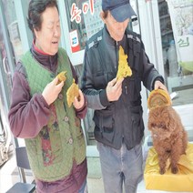 황철상황버섯 황철나무상황버섯 자연산 강원도 국산 상황버섯, 1kg, 황철상황버섯원물1kg