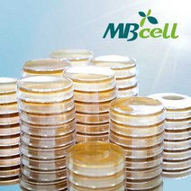 PCA (Plate Count Agar) Plate/ MBcell 미생물 배지/ 생배지-제조된 배지/ 일반세균 배양배지, 10Ea