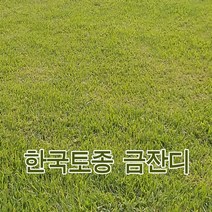 한국 금잔디 뗏장40*60*4cm-400장(가로 세로 높이)30평용 잎이가늘고 부드러움 섬세한질감 고급종 겨울황금색 산소 정원용( 배송비 착불)