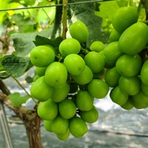 경북 영천 산지직송 고당도 샤인머스켓 포도, 1kg (2송이)