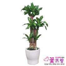 꽃뜨랑 전국배송 대형화분 행운목 해피트리 스투키 금전수 개업화분 당일배송꽃배달, B04 행운목2단, 1개