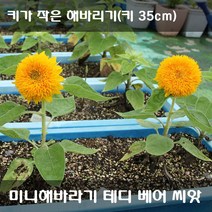 [해피플라워] 미니해바라기 테디 베어 씨앗 1g(약 50립) / 화분재배용 왜성종 해바라기 꽃씨, 미니 해바라기 테디 베어 씨앗 30립