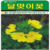AR 달맞이꽃 소포장 씨앗, 1개