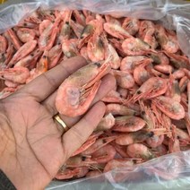 얼음새우 빙샤 빙하 붉은새우 핑크새우 캐나다 5kg