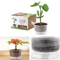 자동물공급 삼투압화분 강낭콩씨앗 흙 세트 _ 2023895EA, 쿠팡 본상품선택