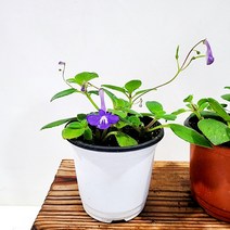 꽃나무팜 삭소롬 소품 삭소름 행잉플랜트 꽃식물 공중식물 보라꽃 행운의열쇠 한개금액입니다