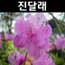 진달래 나무 묘목 키50~60cm 포트묘 5개/정원/공원/조경수
