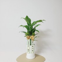 꽃피우는청년 실내공기정화식물 - 개업 승진 축하 리본 (금전수 스파티필름 안시리움 아레카야자 서향금 등), 우드스탠드 미포함