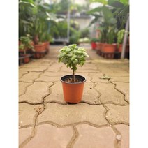 향기허브 장미허브 외목대 소품 15-35cm 99