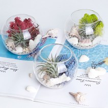 공기정화 천연 가습 DIY 테라리움 틸란드시아 이오난사 스칸디아모스, 어항볼 DIY, 라벤더블루