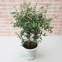 도희씨네 정원>> 자연주의 홀릭!! 올리브 나무 대형 590, 1개” class=”wr-img”></a></div></p></div></p></div></p></div><div class=