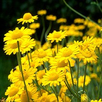 시즌플라워 [어린묘]허브-카모마일(다이어스)-10개셋트