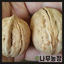 (나무농장) 호두나무 접목호두(신령) 접목1년 화분