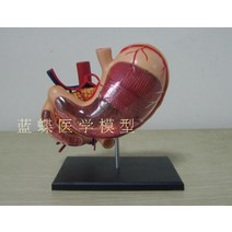 4D 위장 장기 모형 소화기 내과 내시경 위 구조 교육