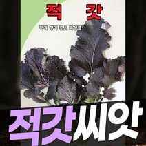 갓 씨앗모음 돌산갓 얼청갓 청갓 적갓 30g