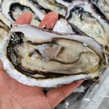 통영 앞바다 산지직송 후회없을 최상급 하프셀 / 반각굴, 90미 내외 / 3단 / 4.5인분