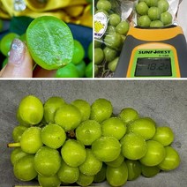 국내산 아삭달달 포도 샤인머스켓 2kg 3-5과